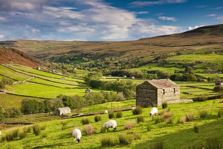 Grazing sheep and hay barns in the Yorkshire Dales, England.