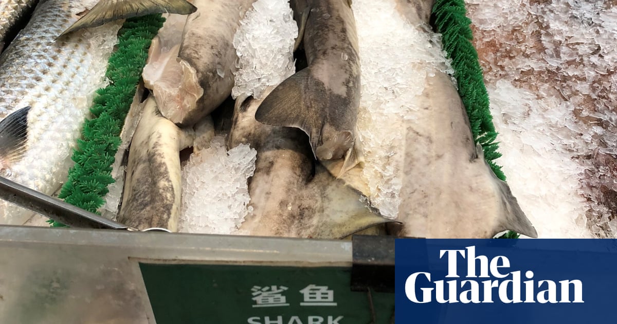 Much of US shark meat comes from endangered species, study finds