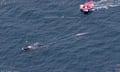 Ellen Dwyer, an incident controller in the rescue team, says they are 'pleased' they have been able to remove a significant amount of weight and rope from the whale