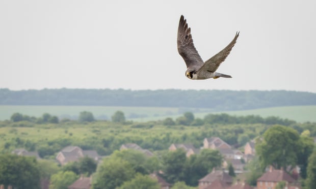 Flyinbg over the spire: one of the peregrines that has made itself at home in Salisbury Cathedral.