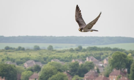 Connected to nature ... a peregrine in flight over Salisbury.