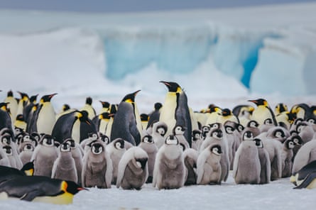 Emperor penguin chicks and adults on the Antarctic ice.