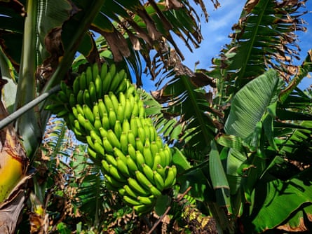 a banana tree laden with bananas