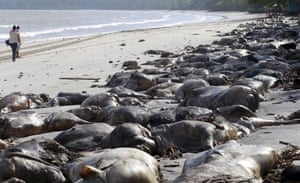Carcasses line a beach after a livestock carrier loaded with 5,000 cows, capsized at Vila do Conde port in northern Brazil in 2015.