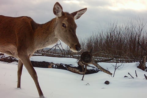 Um cervo selvagem caminha em frente a uma câmera de monitoramento em uma floresta dentro da zona de exclusão de Chernobyl, na Ucrânia. Os altos níveis de radiação impedem a atividade humana, mas as populações de animais selvagens se recuperaram, incluindo lobos, cavalos, linces e alces.