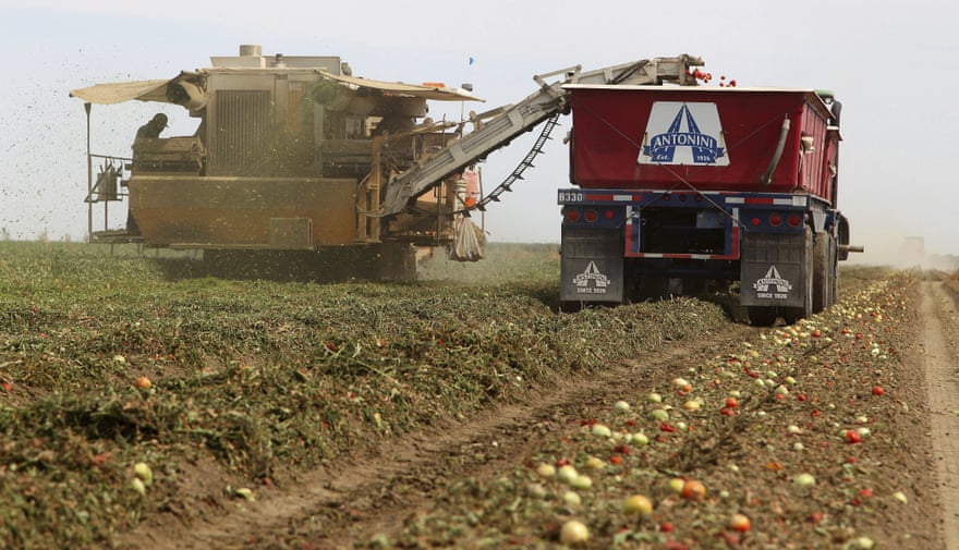 A semi truck in a field keeps pace with a mechanical tomato harvester, collecting the fruit as it is expelled from a chute on the side of the machine.