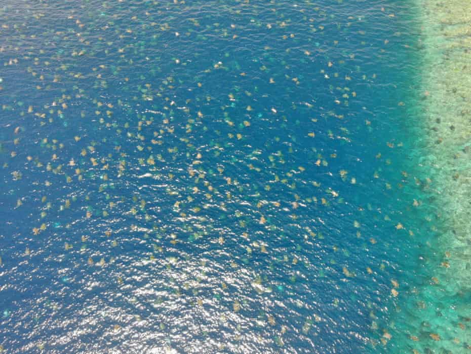 لاک پشت های سبز در جزیره Raine ، مرجانی از راه دور در شمال غربی کرنز لانه می کنند