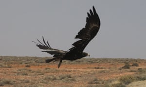 A wedge-tailed eagle on The Stewart Highway in South Australia. About 120 native birds, including 76 wedge-tailed eagles, were found dead during raids on a property in Victoria.