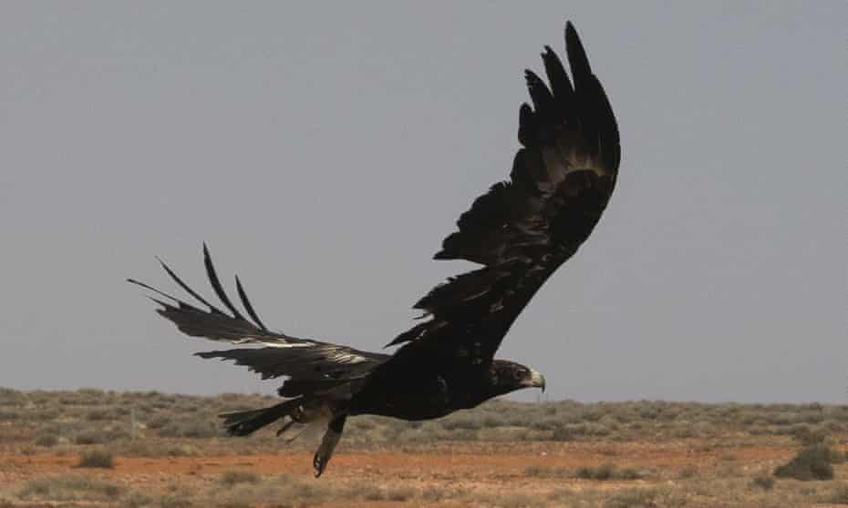 A wedge-tailed eagle in mid-flight