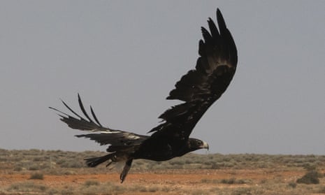 A wedge-tailed eagle in mid-flight