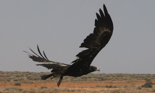 Calls for man who killed 420 wedge-tailed eagles to face charges under wildlife act 2850
