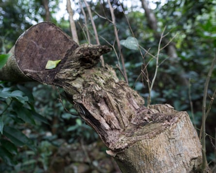 A felled tree in a forest