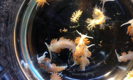 Marine sea slugs from Japan which washed ashore in Oregon.
