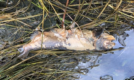 A biologist estimated 65,000 dead salmon were in the creek bed, more than 70% of which failed to spawn.