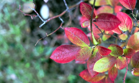 Pick of the crop: highbush blueberry leaves turning red in autumn.