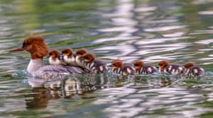 Ducklings ride through the water on their mother’s back at a lake in Mulhouse, France