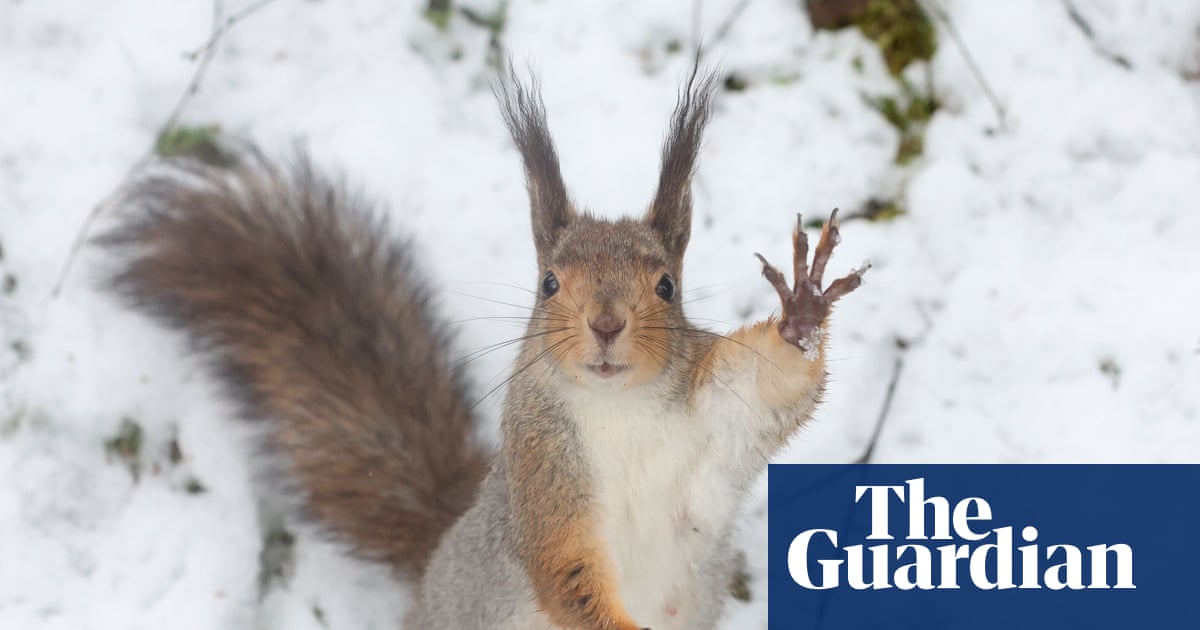 Week in wildlife: a clever orangutan, a cheeky frog and a dramatic whale rescue Week in wildlife: a clever orangutan, a cheeky frog and a dramatic whale rescue