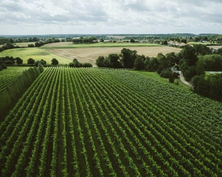 Tuffon Hall Vineyard, East Anglia