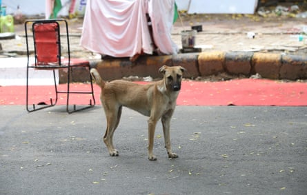 Dog in street