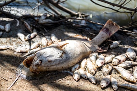 A Murray cod is among other fish washed up on the riverbank