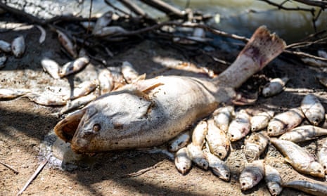 A Murray cod lies washed up on the shore amongst many other dead fish