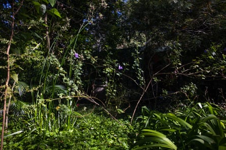 Ragged leaves, untidy corners and no pesticides: how to plant a butterfly garden | Gardening advice Ragged leaves, untidy corners and no pesticides: how to plant a butterfly garden | Gardening advice