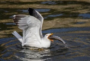 Uma gaivota come uma tainha no Lago Van em Van, Turquia