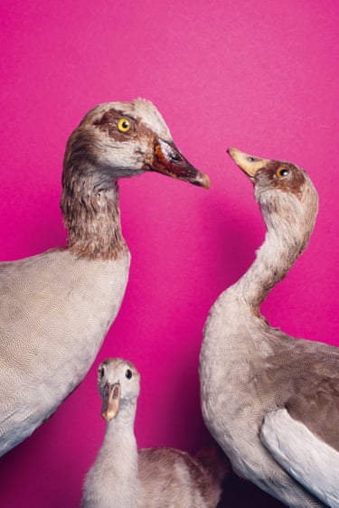 Stuffed Egyptian geese against a pink background
