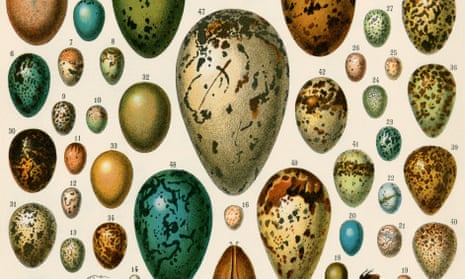 A colour lithograph of eggs of some birds and turtles, and seed cases of bryophytes and other plants