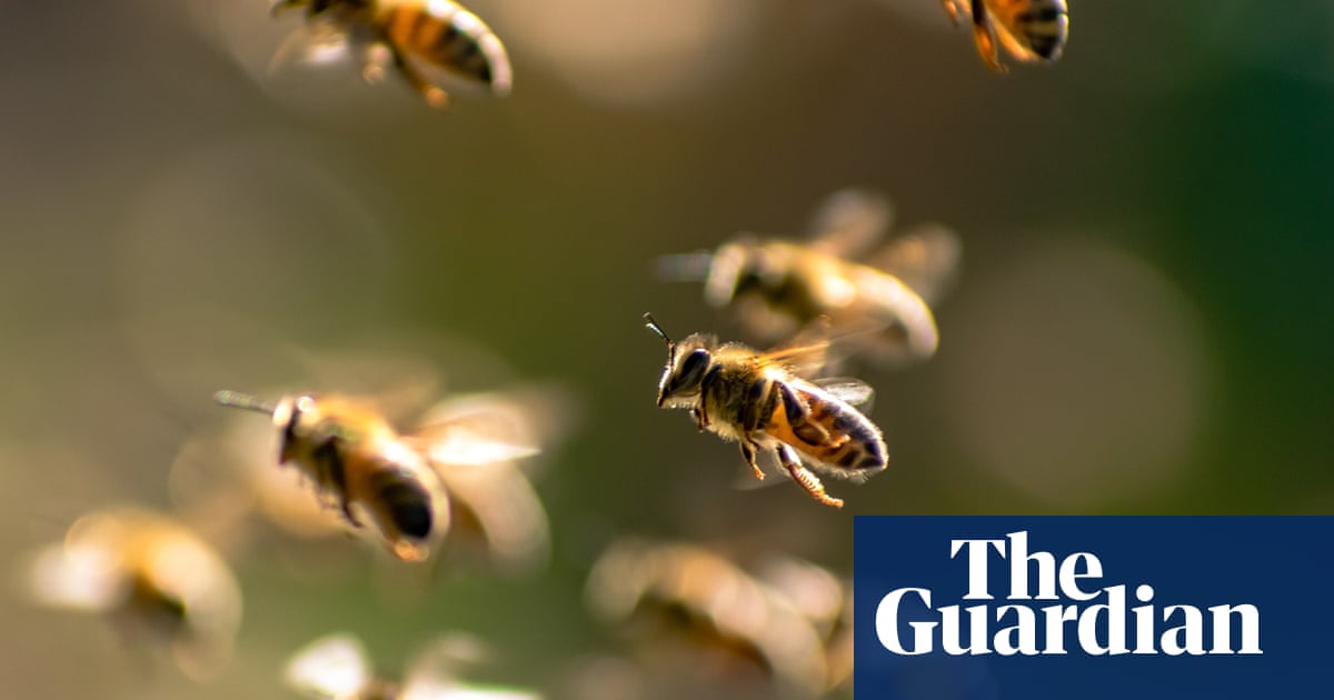 Bee attack leaves dozens of people injured in French town
