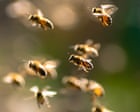 Bee attack leaves dozens of people injured in French town