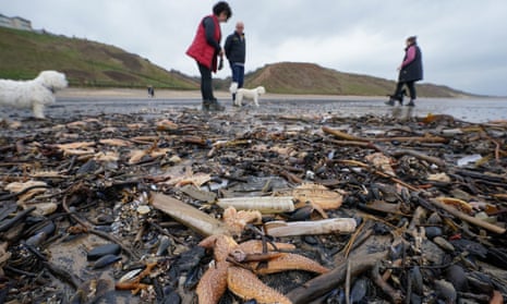 Dead starfish and shellfish covering part of Saltburn beach where people are walking their dogs