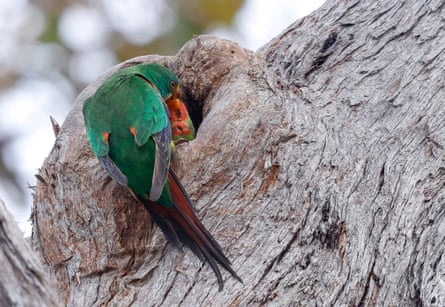 A swift parrot brings food to its baby