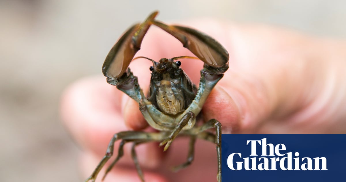National Trust creates Northumberland ‘ark’ to protect endangered crayfish