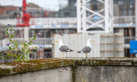 Two gulls facing away from each other on a rooftop
