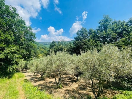 View of olive groves from Agriturismo Cupiglione which offers guest rooms close to Lago