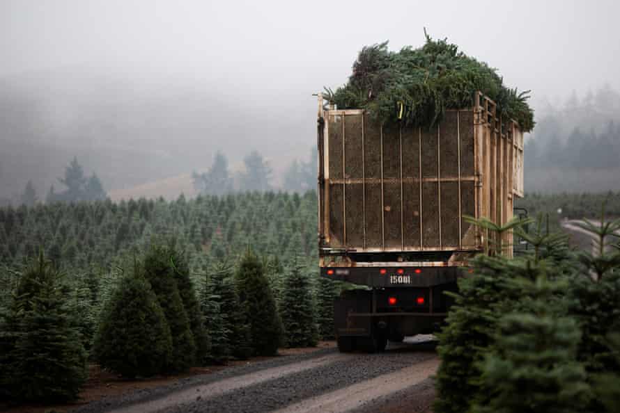 truck carries christmas trees