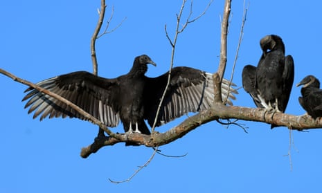 Black vultures in North Carolina. Bunn’s troublesome ‘buzzards’ are either black or turkey vultures.