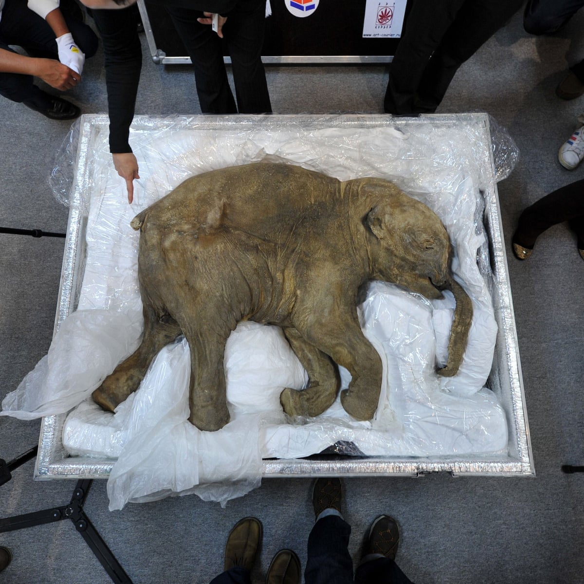 Firm raises $15m to bring back woolly mammoth from extinction | Extinct  wildlife | The Guardian