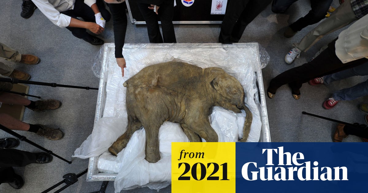 amp.theguardian.com