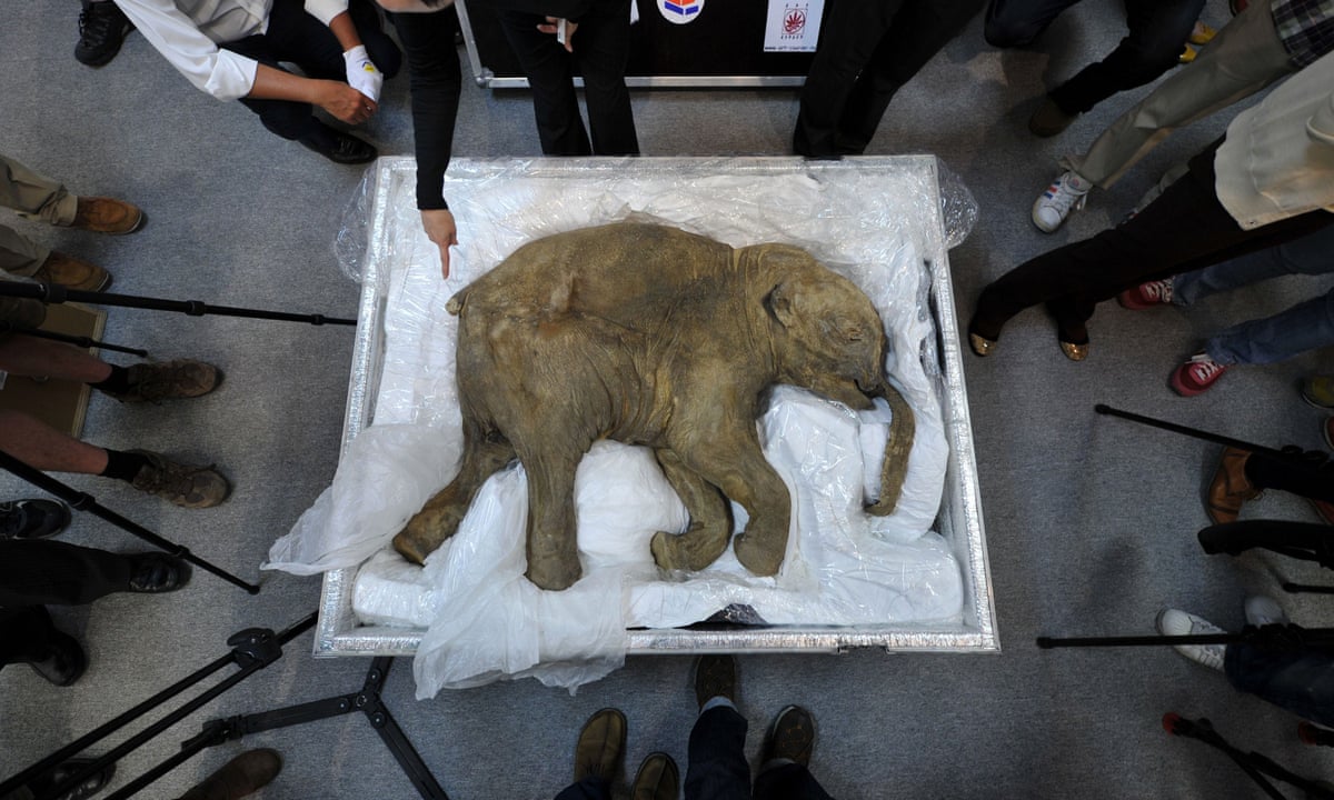 Firm raises $15m to bring back woolly mammoth from extinction | Extinct  wildlife | The Guardian