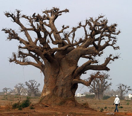 baobab trees near Rufisque, Senegal.