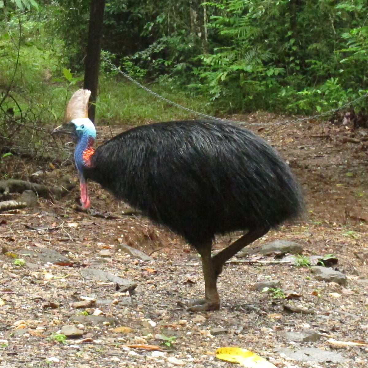 pic Cassowary Large Australian Bird cassowary attack giant bird kills