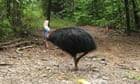 Cassowary attack: giant bird kills owner in Florida after he fell