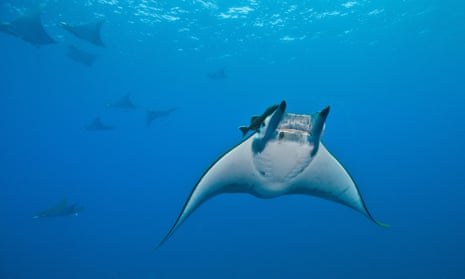 Devil rays swim slowly in groups, and are very easy to catch. Their gill plates have become popular as a supposed medicine in China.