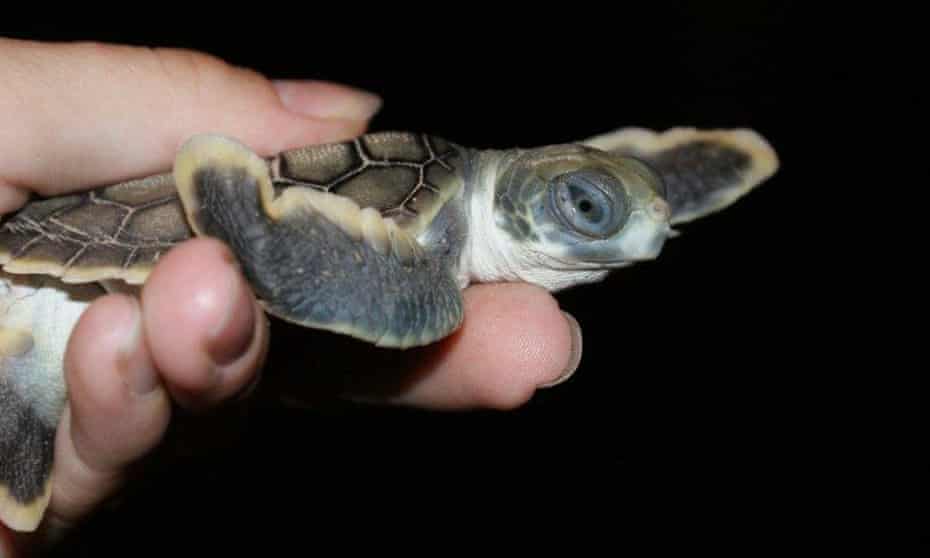 A baby flatback turtle