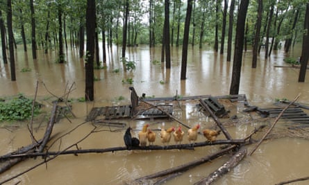 Chickens standing on wooden debris in flood water.