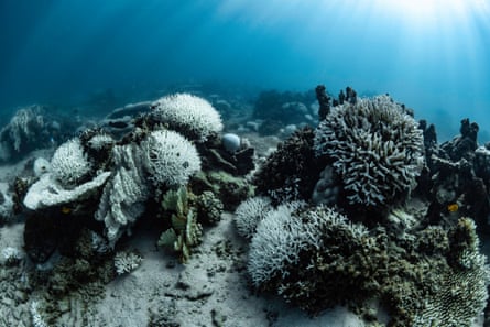 A coral reef that is ghostly white as the algae has been lost, leaving only limestone