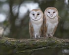Country diary: Barn owlets that feel like miracles | Nicola Chester