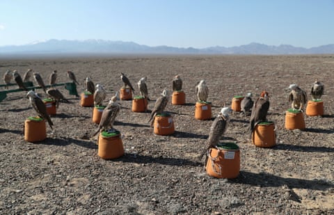 Os falcões-sacres ficam sentados com os olhos vendados.